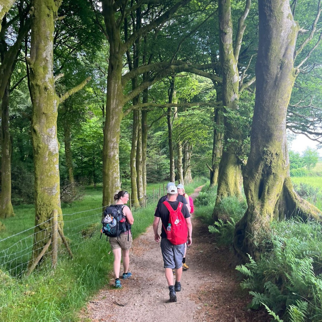 hiking group Dartmoor walking through avenue of trees
