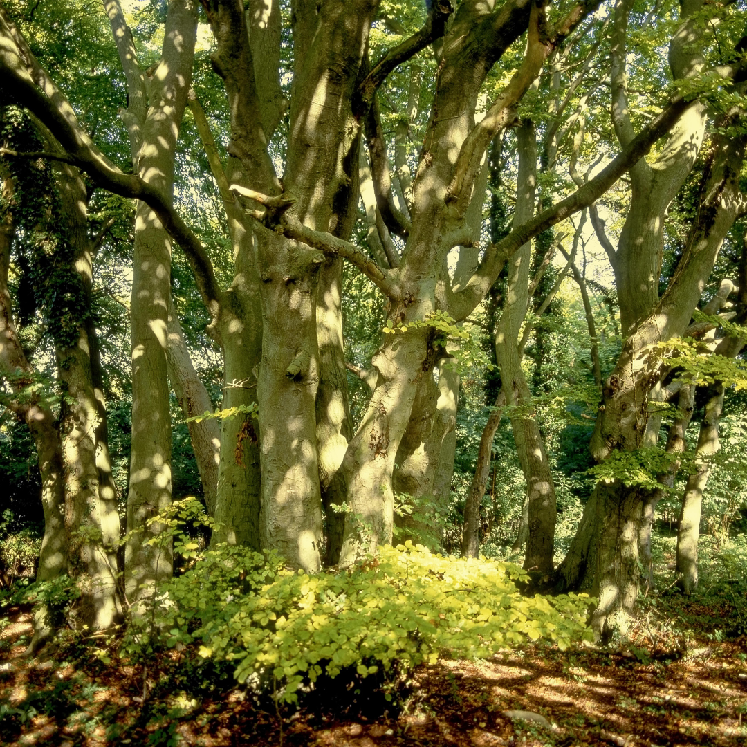 Hambleden Valley Wellbeing Walk 2025