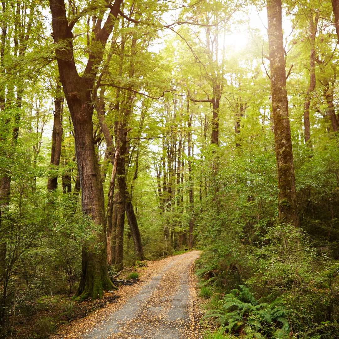 woodland with pathway during Mind Over Mountains mental health group walk