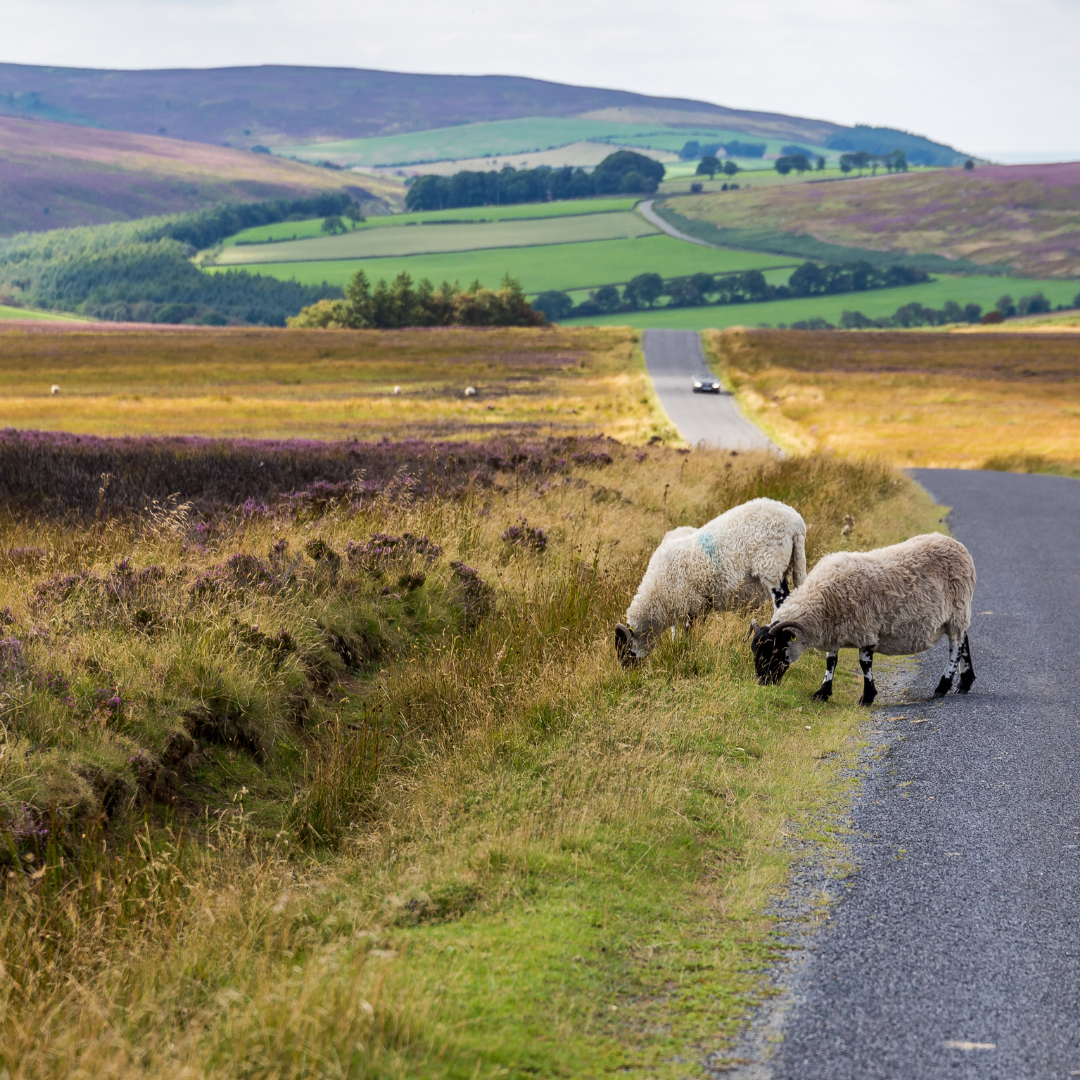 view of sheep and north york moors