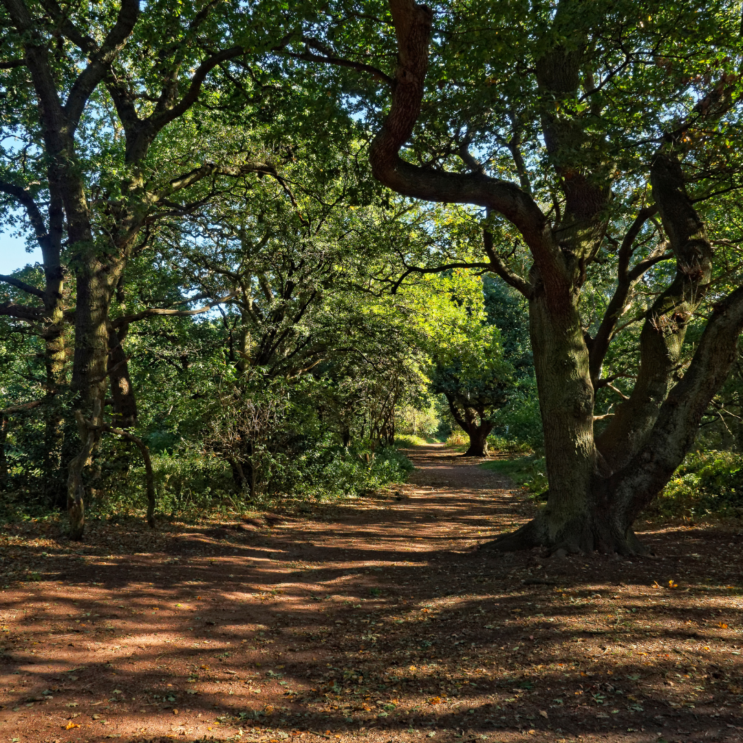 A sun-dappled dirt path winding through a dense, leafy green forest with large trees arching over the trail.