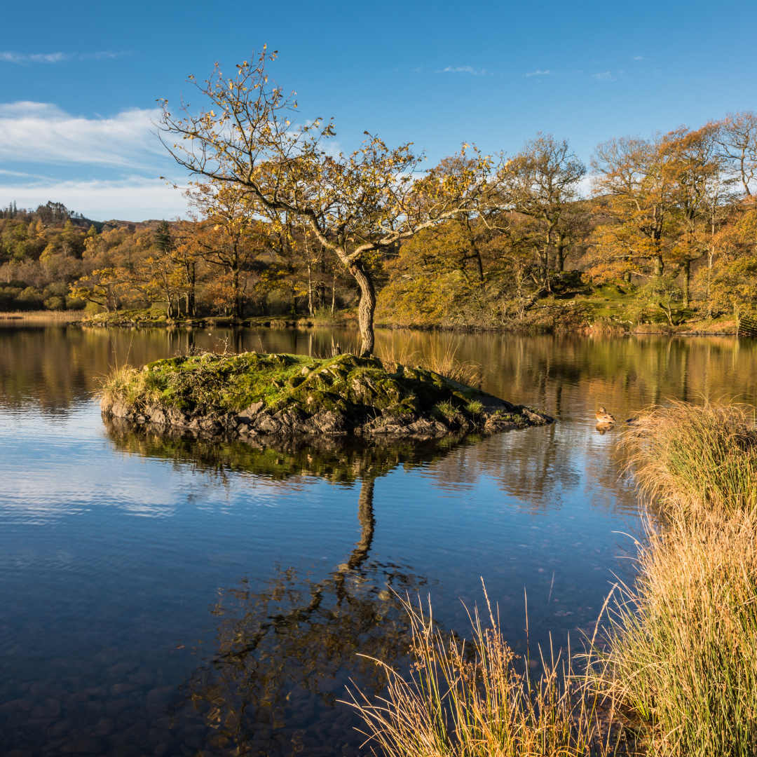 Isolated tree on a small island in a lake with autumn foliage and blue sky.