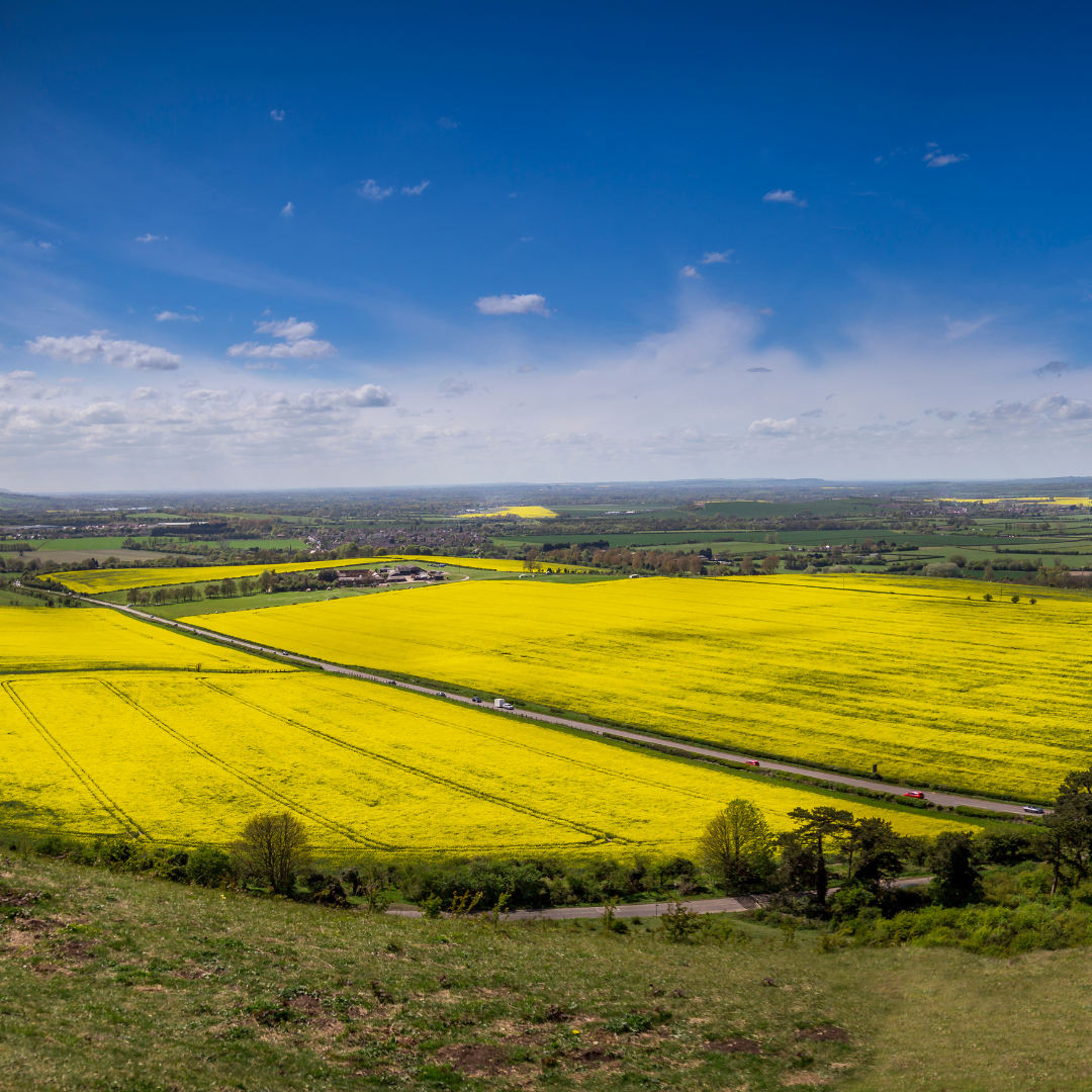 Yellow field with a clear blue sky