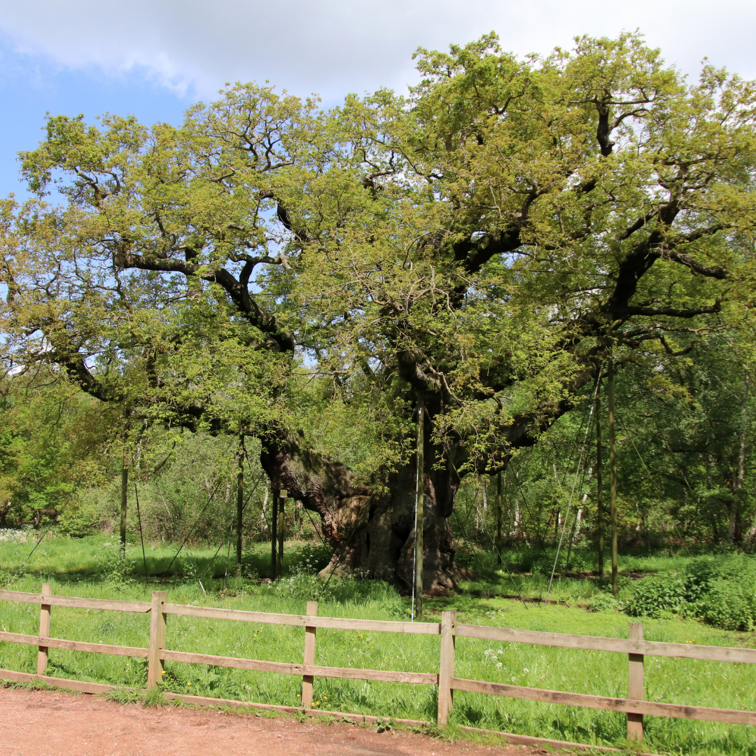 A large, mature tree with a thick trunk and dense green foliage stands in a grassy field, with a wooden fence in the foreground and blue sky above.