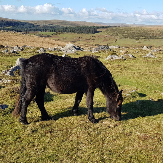 Dartmoor pony