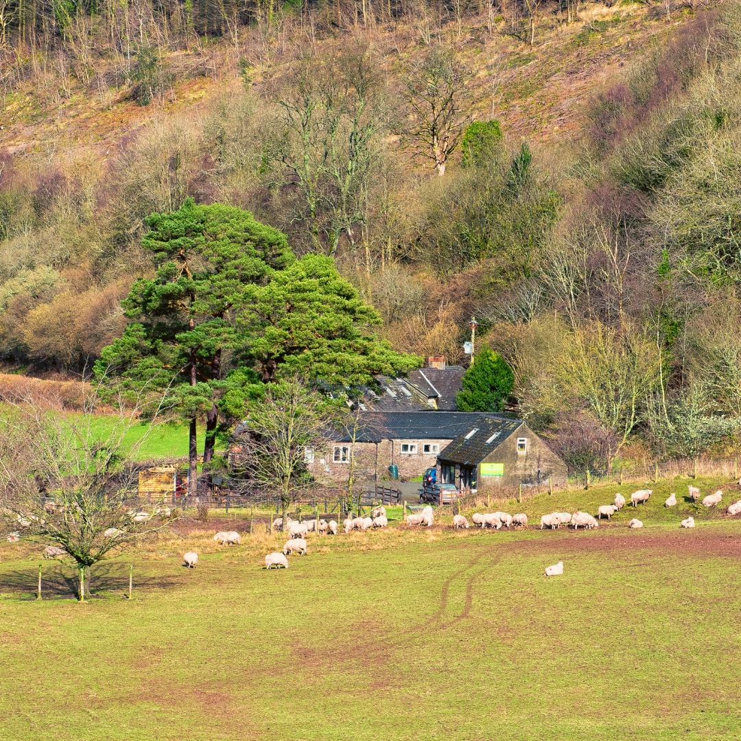 Sheep grazing in a field with a house and trees in the background