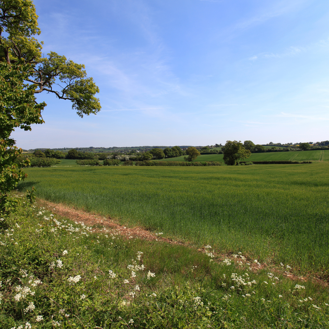 Green field with a clear blue sky and trees