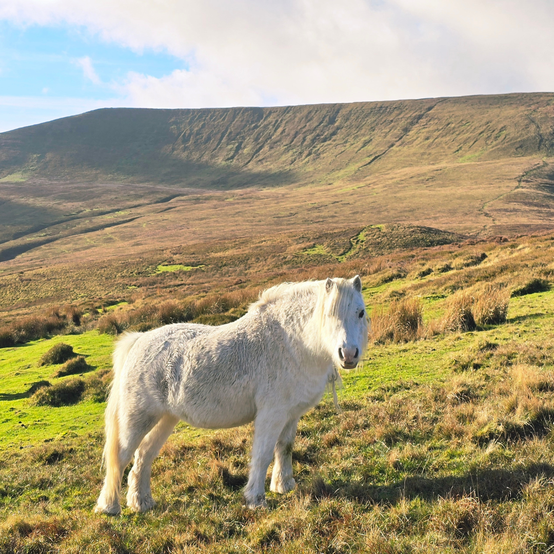 White horse standing in a grassy field with rolling hills in the background