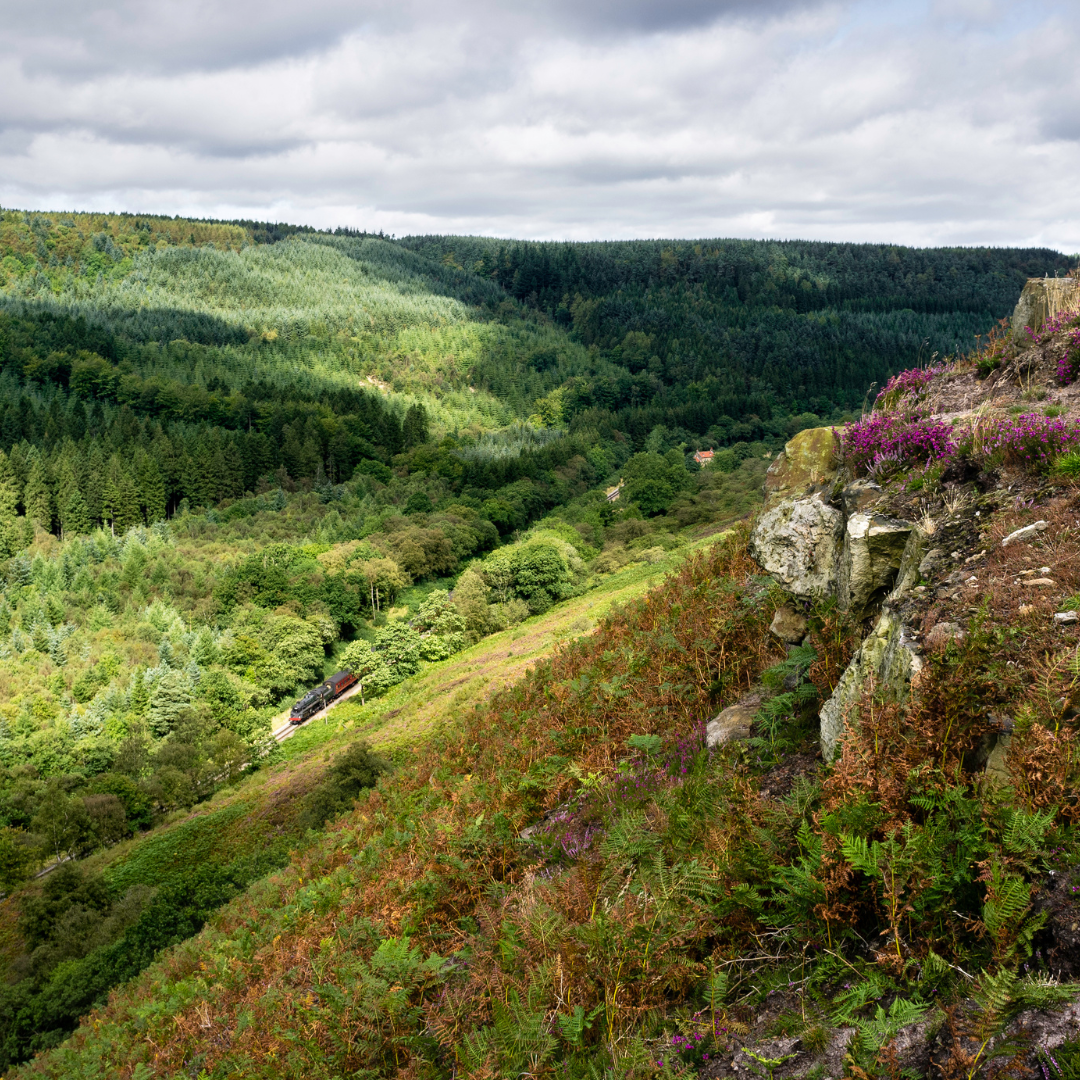 Scenic view of a forested valley with rocky outcrop and purple flowers.