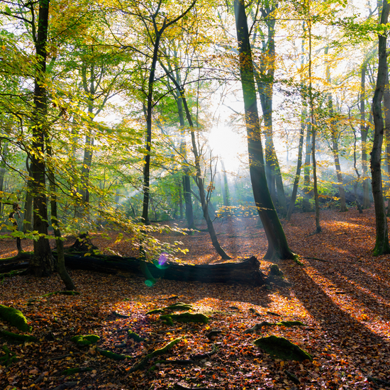 Burnham Beeches Wellbeing Walk 2025