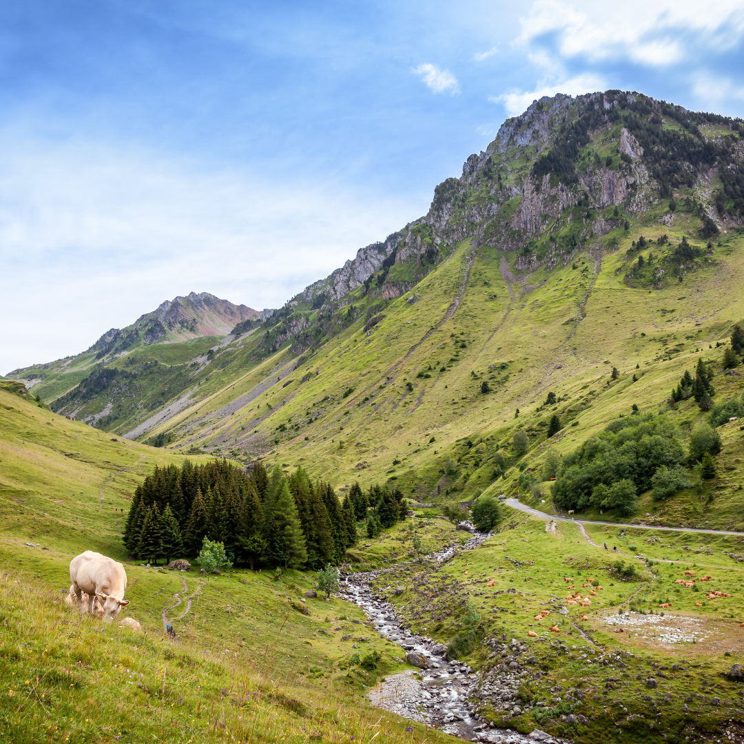 view of lake district valley with sheep and trees