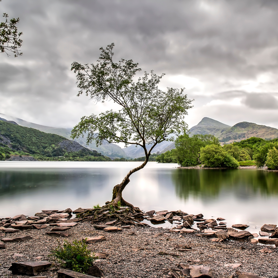 the lone tree at Llyn Padarn, Llanberis in Wales - view of tree and lake