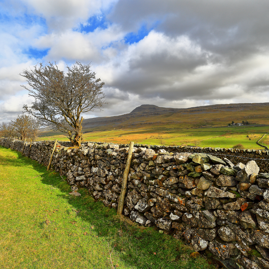 stone wall and tree with north york moorland beyond 